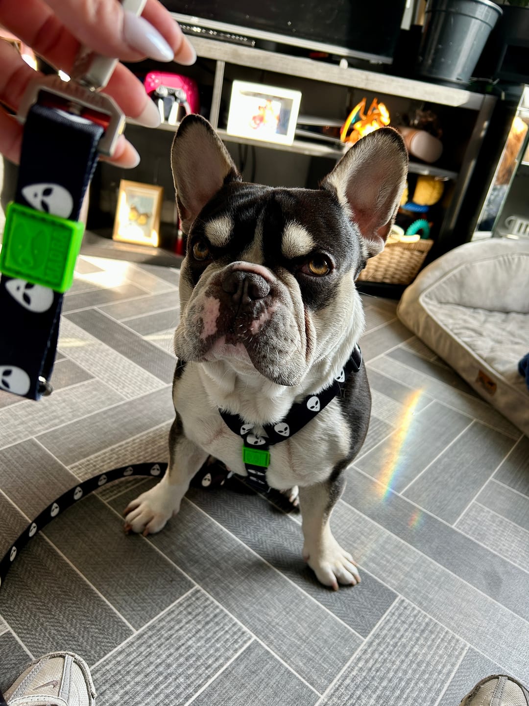 Customer photo review of ALIEN HARNESS