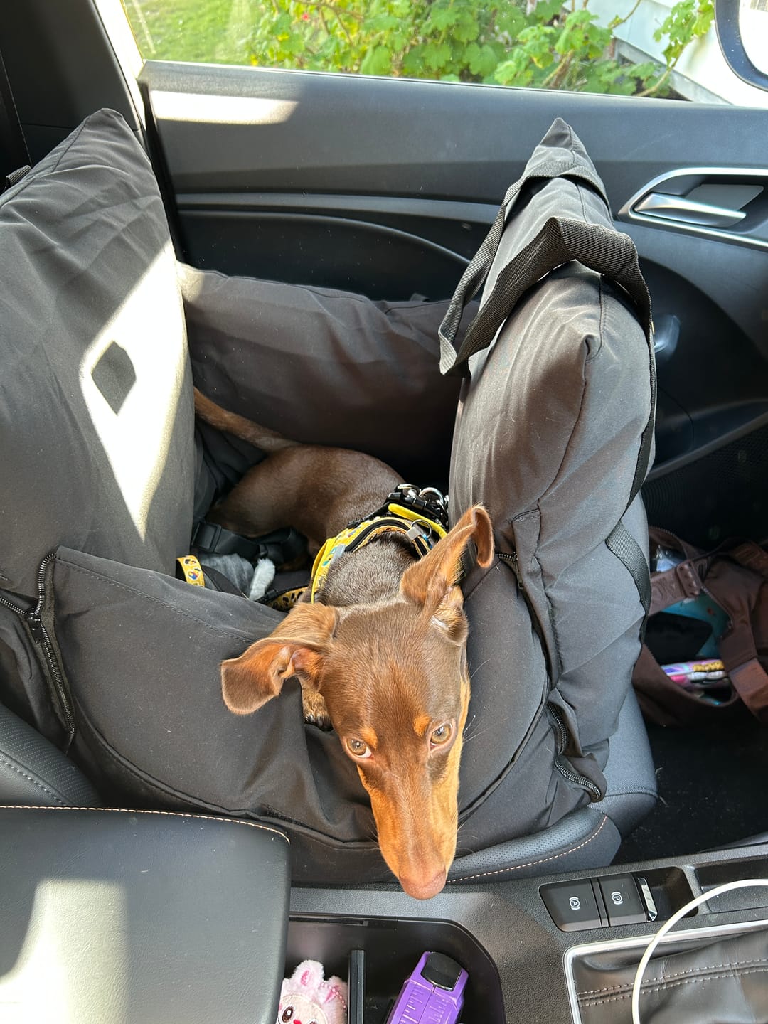 Customer photo review of Dog Car Carrier & Car Seat Carry Bag for Travel