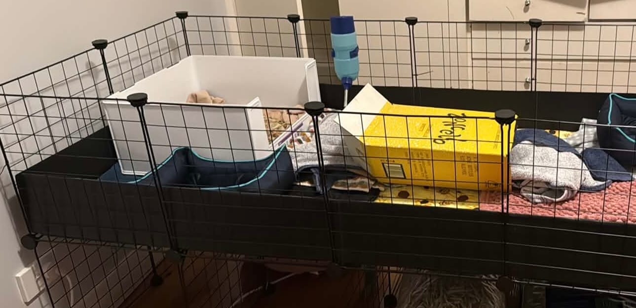 Customer photo review of Bee-utiful Sunflowers Fleece Liner for C&C Ozzy Cages