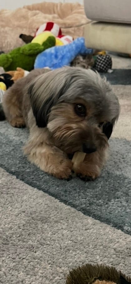 Customer photo review of Long-Lasting Yak Chews — 6 Flavor Pack