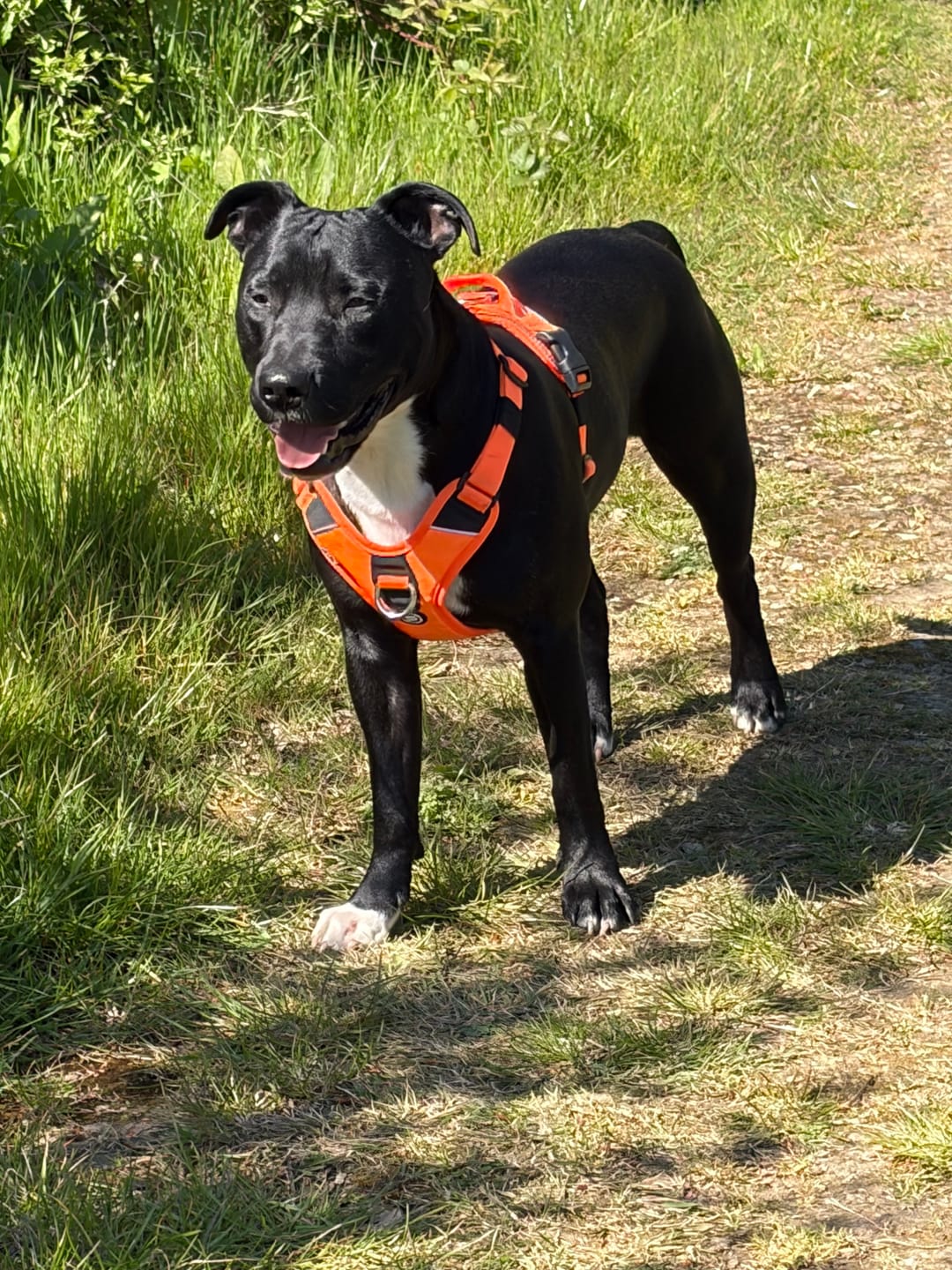 Customer photo review of Anti Pull Hurricane Harness Lighter | With Handle - Black