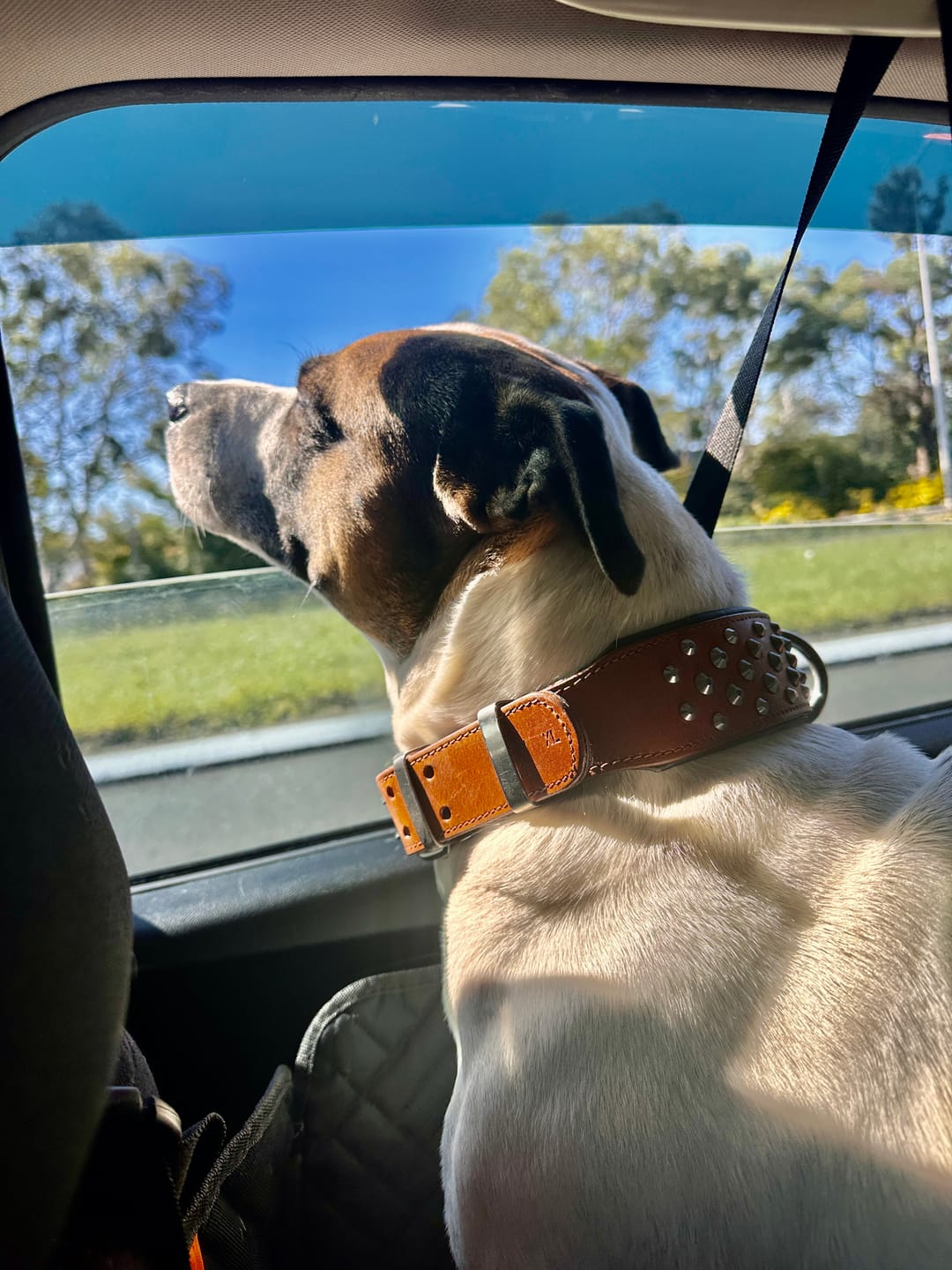 Customer photo review of Hand Made Leather Dog Collar - RuffNeck Brown & Chrome (Wide Fit)