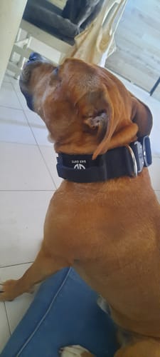 Customer photo review of Collare Crime 5cm