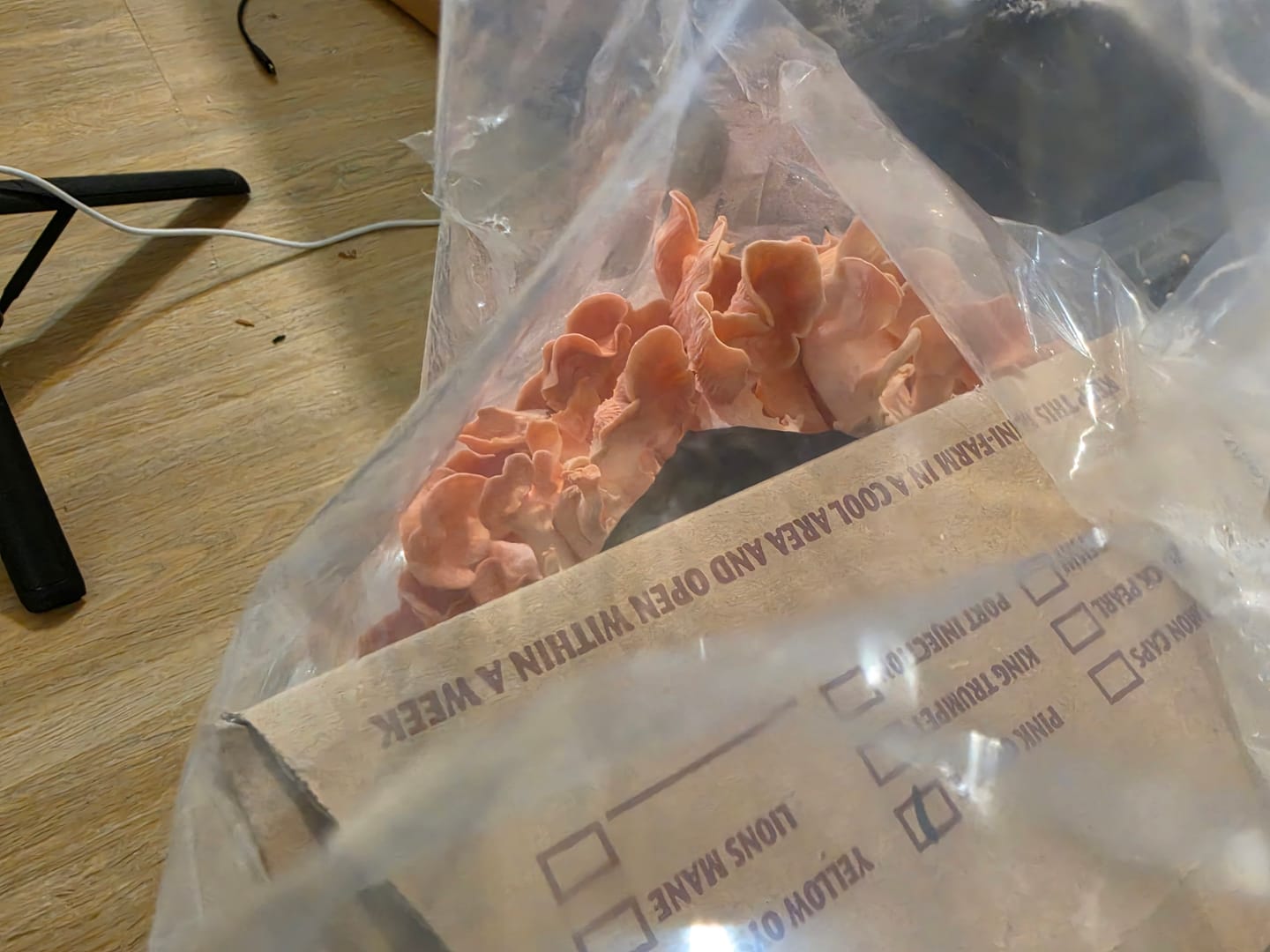 Customer photo review of Mushroom Mini-Farm Grow Kits Variety - 4 Pack