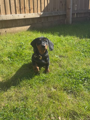 Customer photo review of Chocolate┃Studio Collar