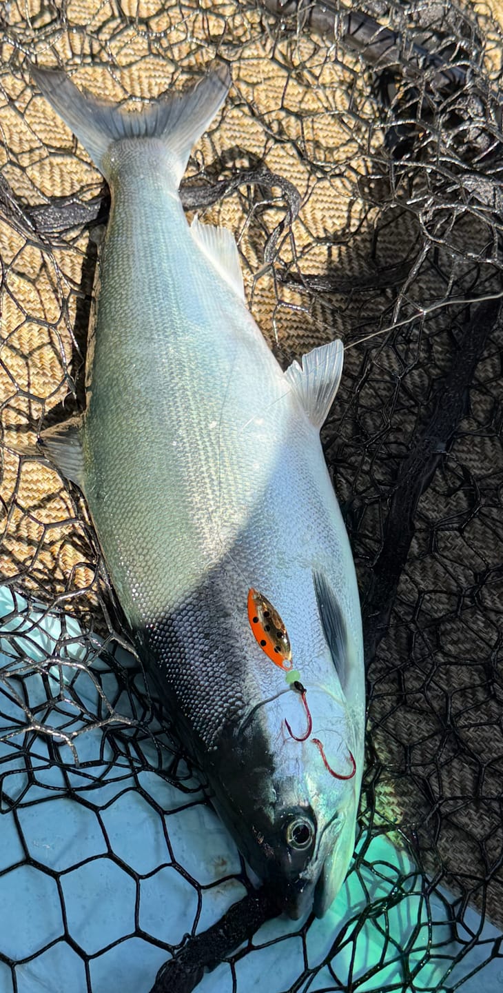 Customer photo review of T-Pex