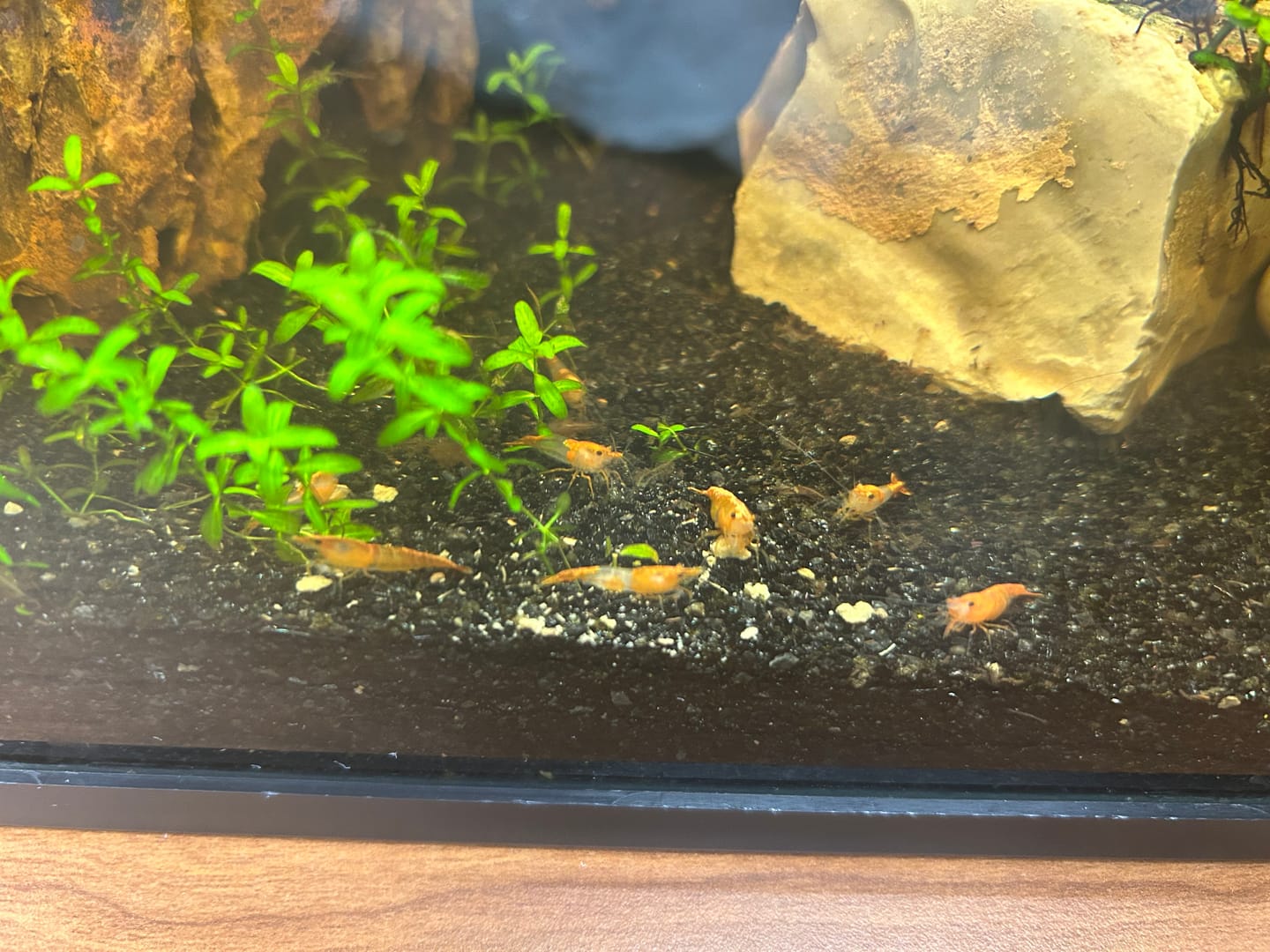 Customer photo review of Orange Rili Shrimp