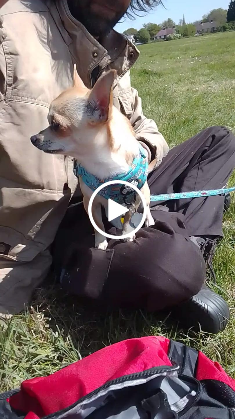 Customer video review of Little dog syndrome harness