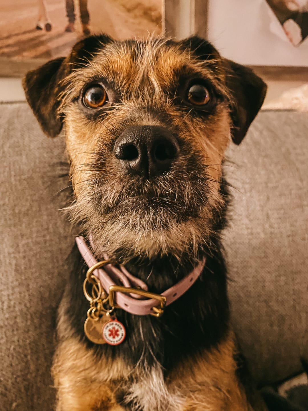 Customer photo review of Lilac - Classic Biothane Dog Collar