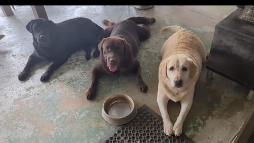 Customer photo review of LabraFur Lifestyle Kit