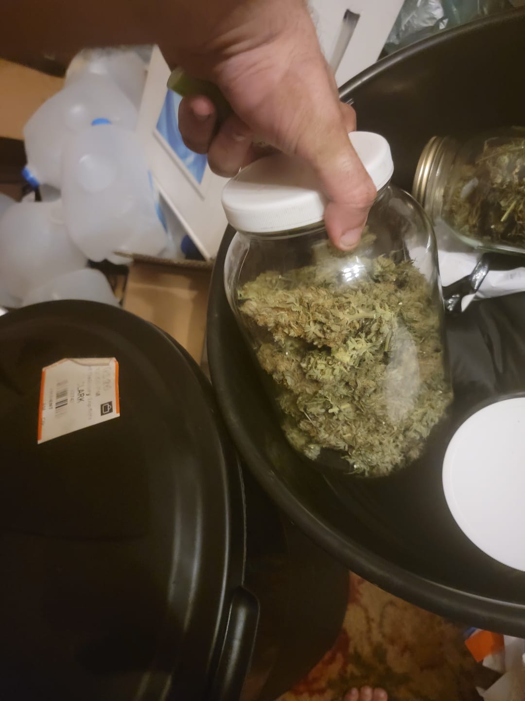 Customer photo review of Purple Octane - Bulk - Indica