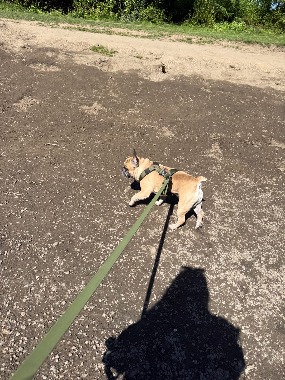 Customer photo review of Anti-Pull TRI-Harness® | Training Dog Harness for All Breeds - Khaki