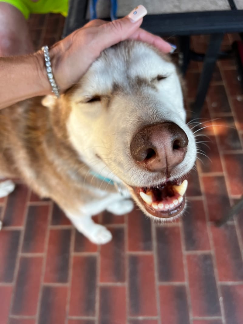 Customer photo review of FI Martingale Collar