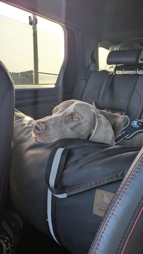 Reviewer's calm dog resting its head on the side of The Dog Dock V2 in a car's back seat.
