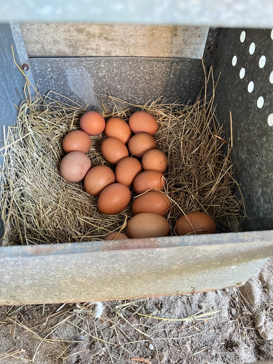 Customer photo review of Nesting Herbs 3 0z Bonus Pack (Worth $20)