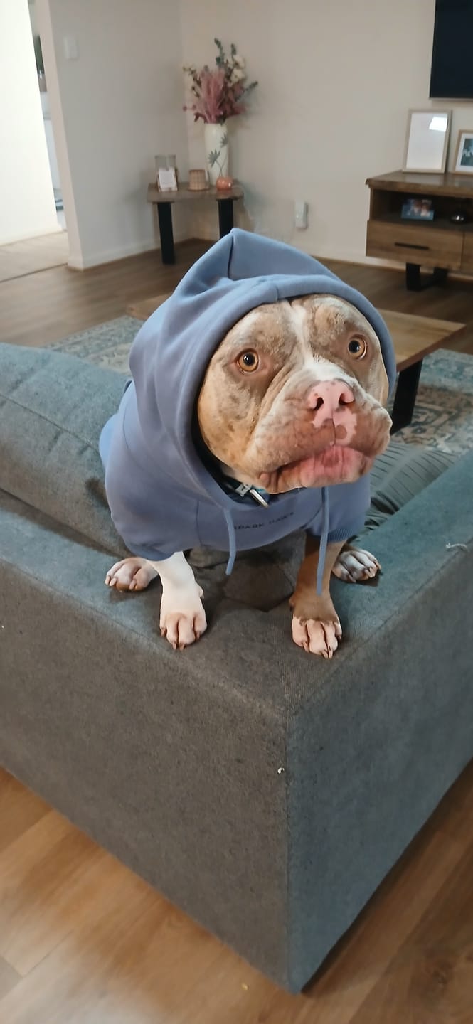 Customer photo review of Essential Dog Hoodie - Slate Blue