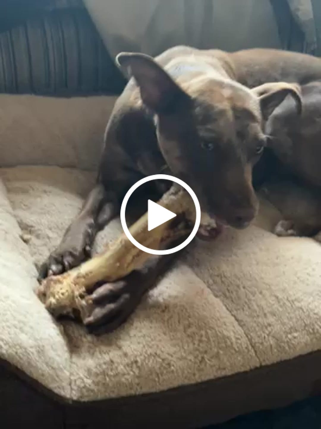 Customer video review of Ostrich Hip Bone (12" x 5"x 3”): The Durable, Flavor-Packed Chew for Medium & Large Dogs