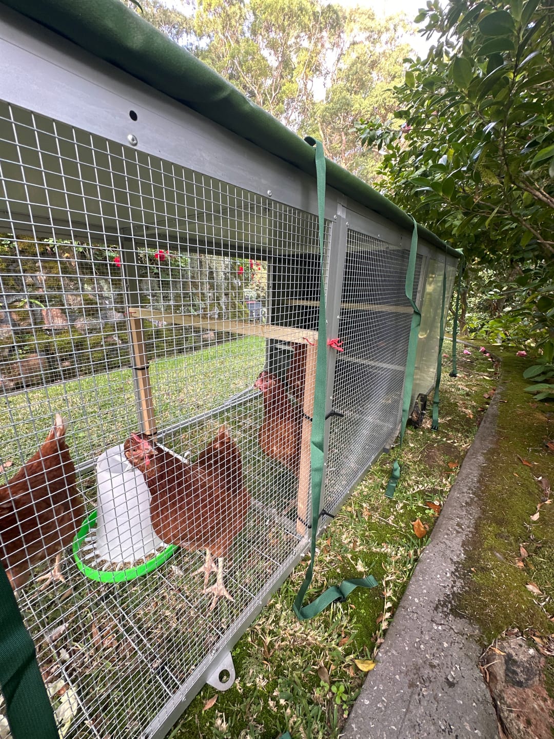 Customer photo review of Mobile Chicken Coop / Chicken Tractor