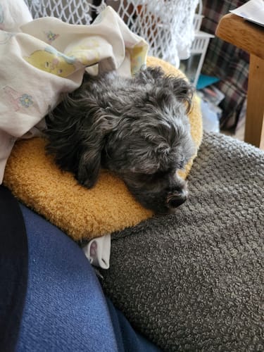 Customer's small grey dog resting its head on the yellow Express Handling pillow.