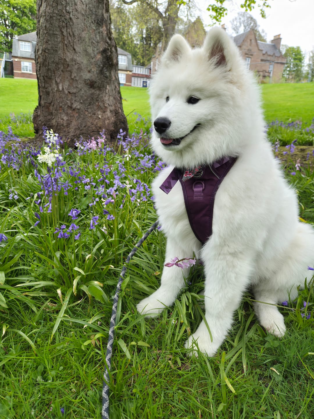 Customer photo review of Tough Trails™ Harness - Walkies Ready® Plum