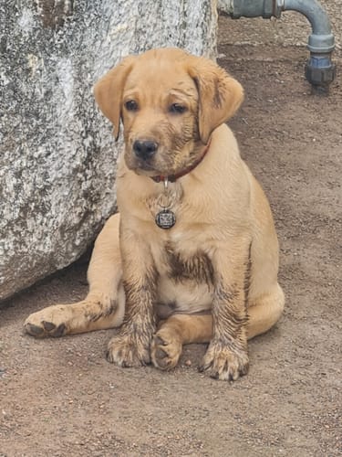 Customer photo review of LabraFur Lifestyle Kit