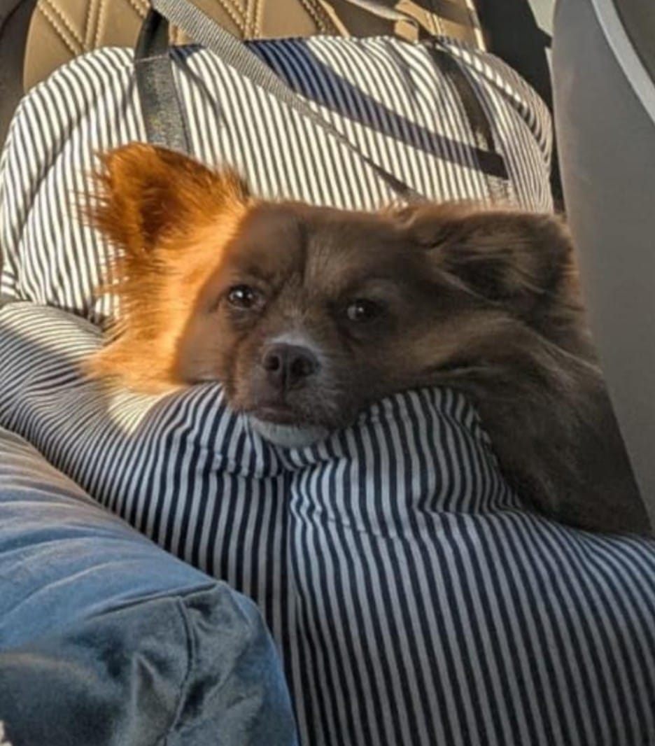 Customer photo review of Premium Hunde Autositz inkl. Sicherheitsgurt