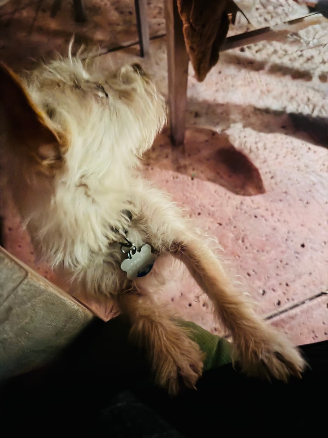 Customer photo review of Seizures - Dogs