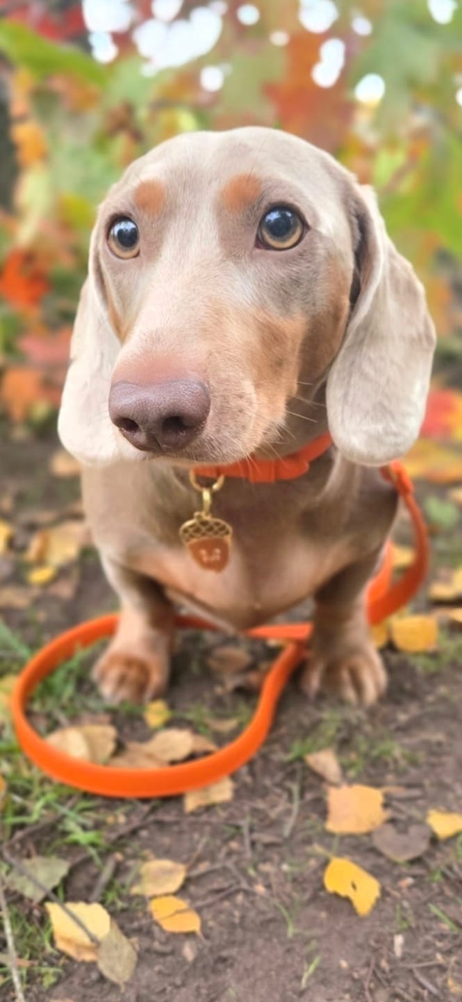 Customer photo review of Tangerine Dog Collar