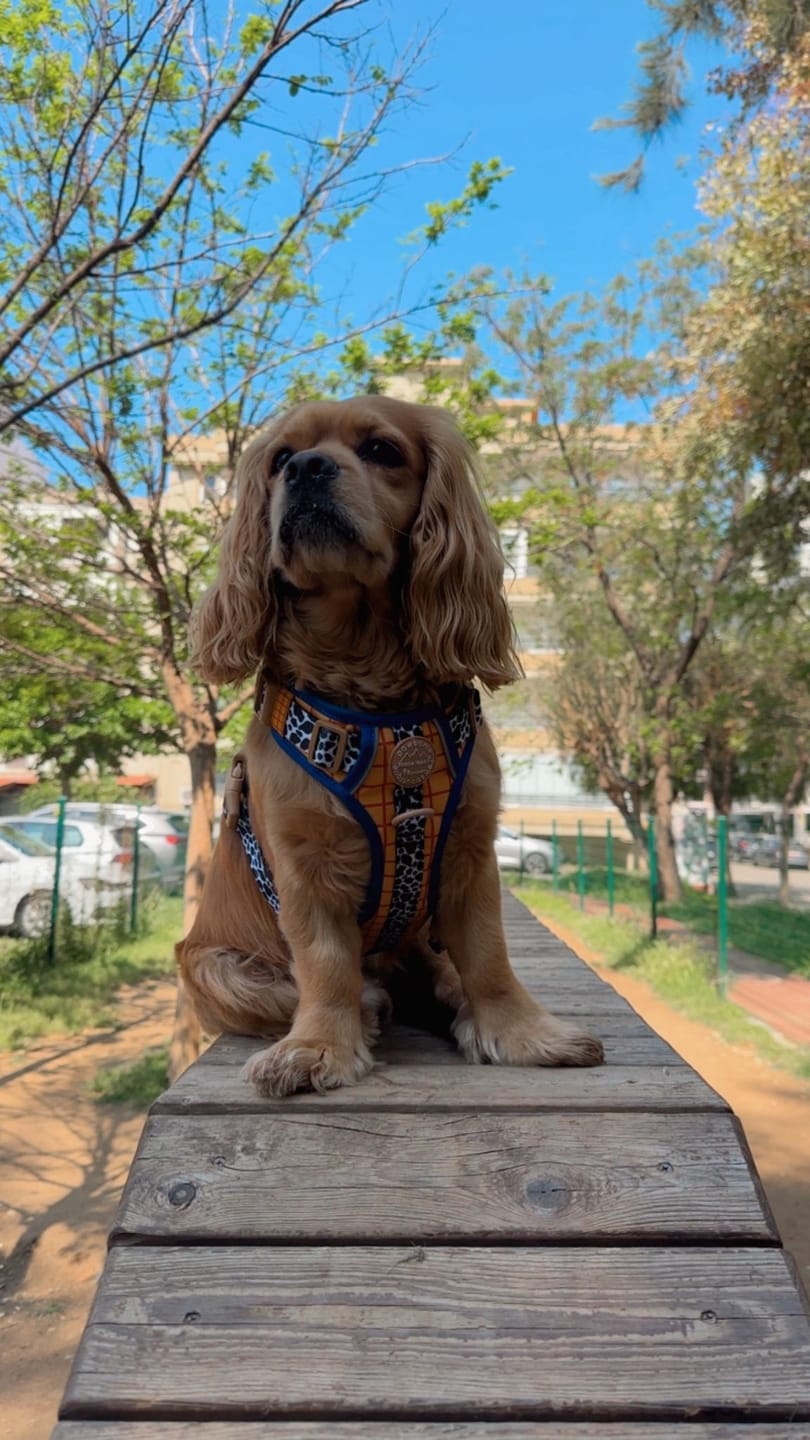 Customer photo review of Disney© Tough Trails™ Harness - Woody