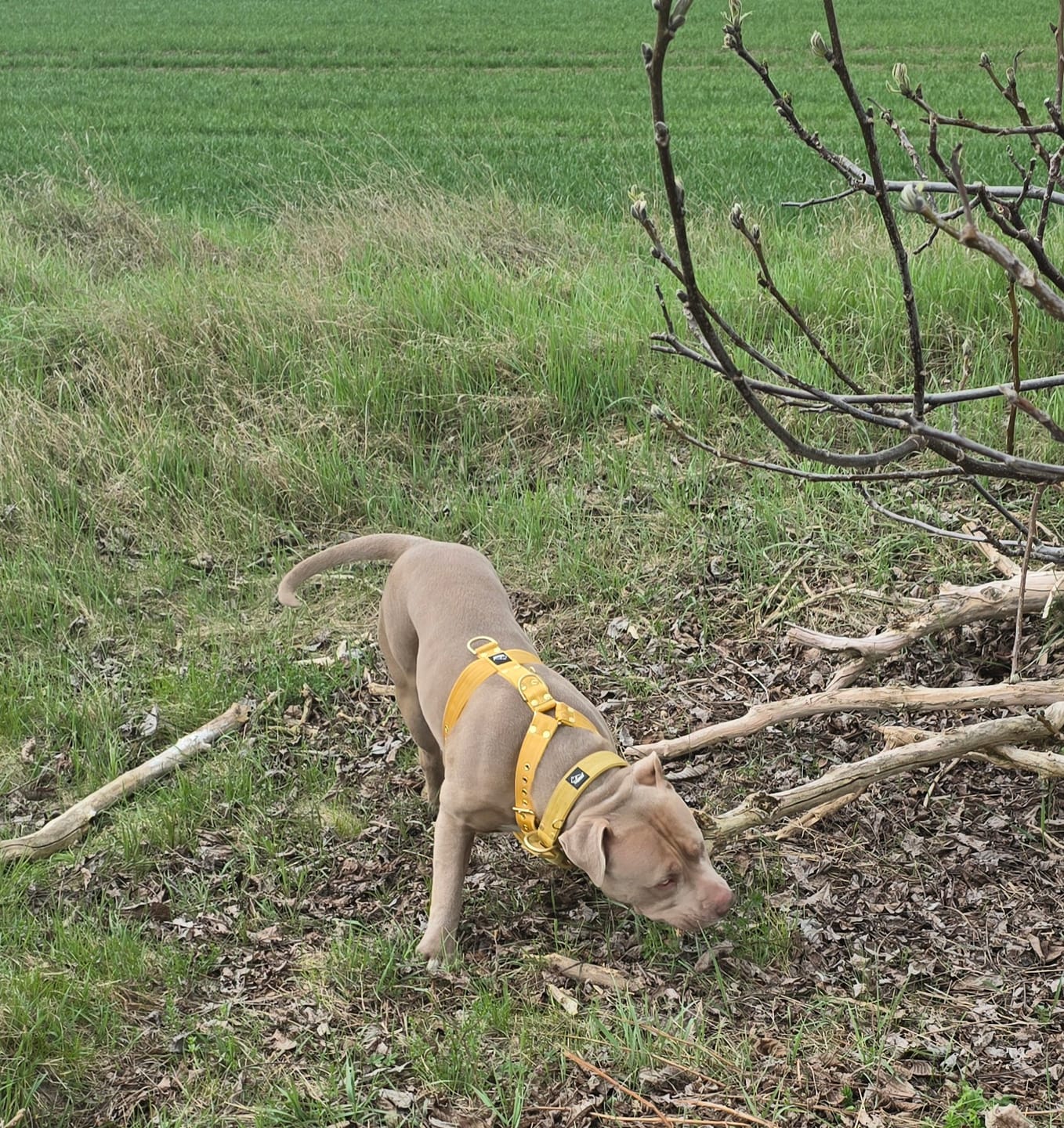 Customer photo review of Easy Walk Golden Gold Yellow - Sele med handtag