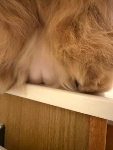 Customer photo review of 5x Blisso Advanced Cat Probiotic (Buy 2 Get 3 Free)