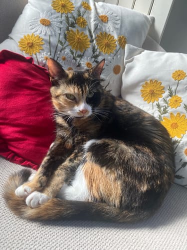 Customer photo review of 1 Month Supply - 1 Cat - One-Time Purchase