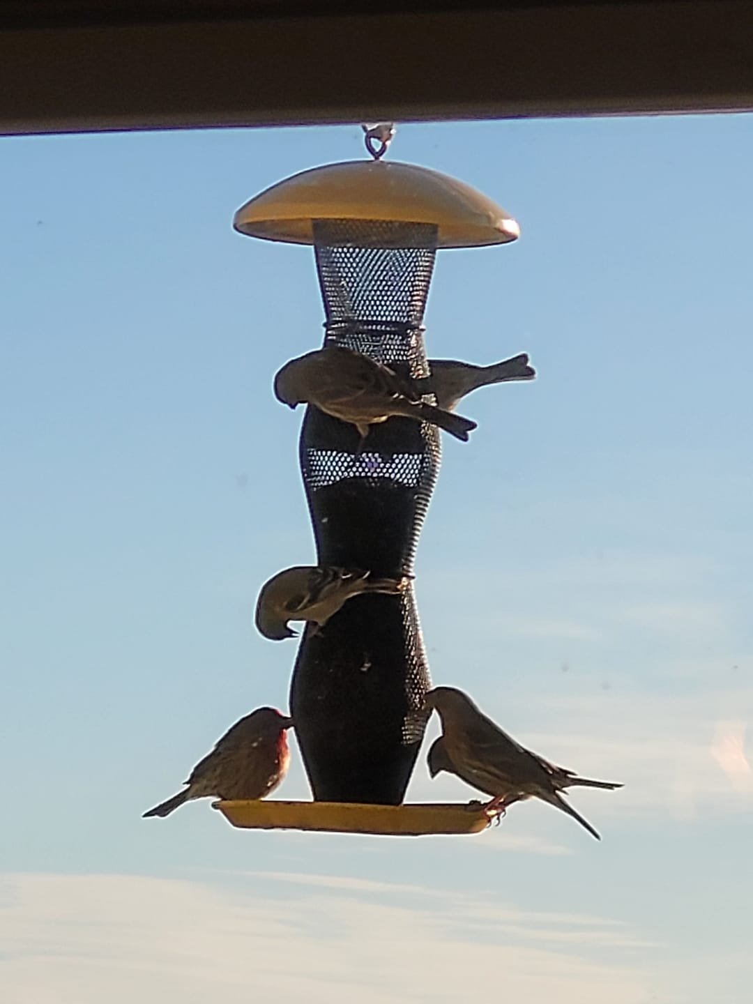 Customer photo review of Thistle Birdseed (Nyger)