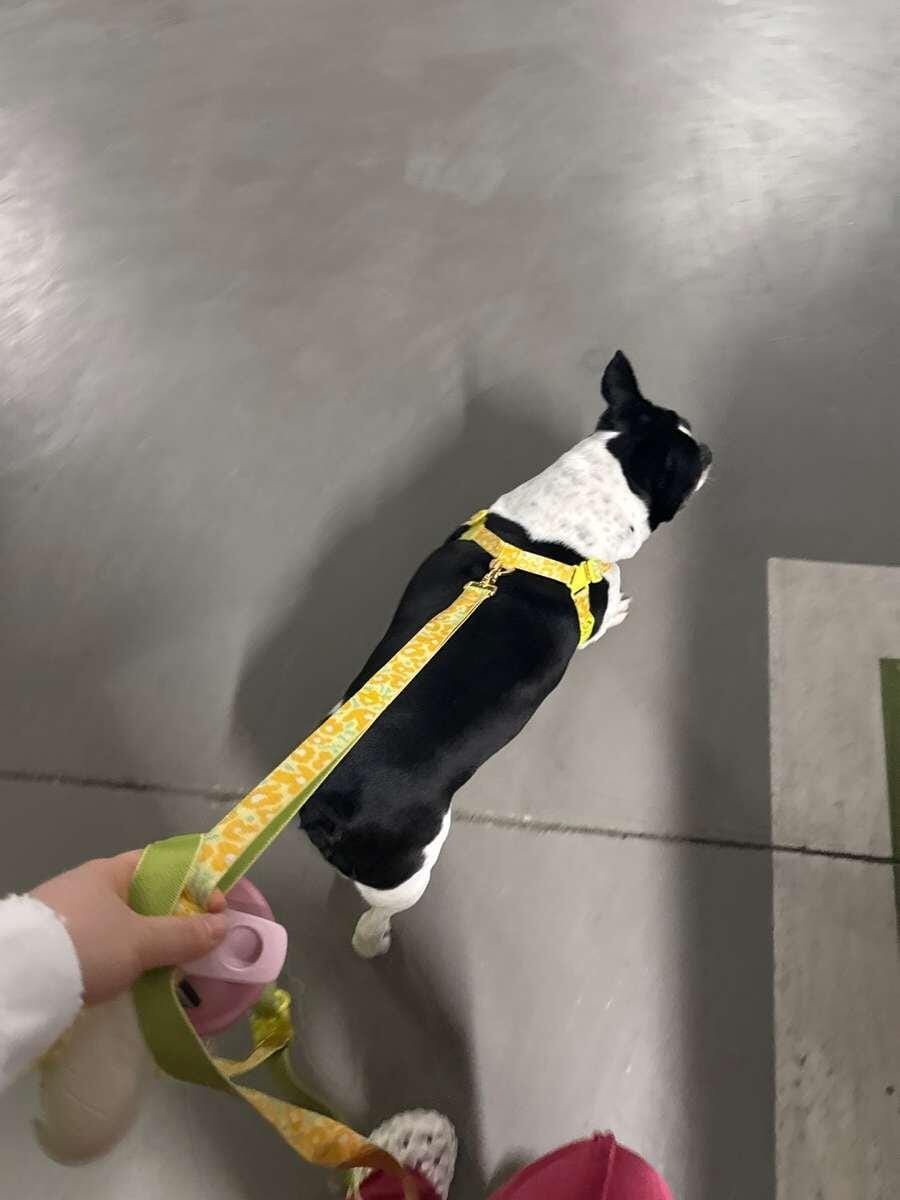 Customer photo review of Gentle Leash Bolt_Big Fish Yellow
