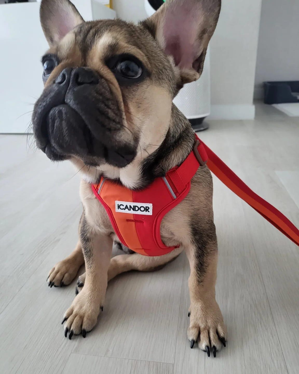 Customer photo review of Snuggle Harness_Forest