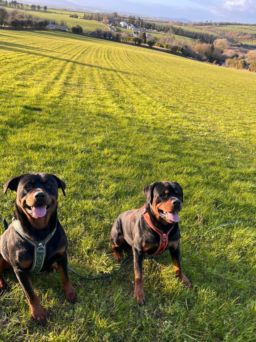 Customer photo review of Apex® Harness