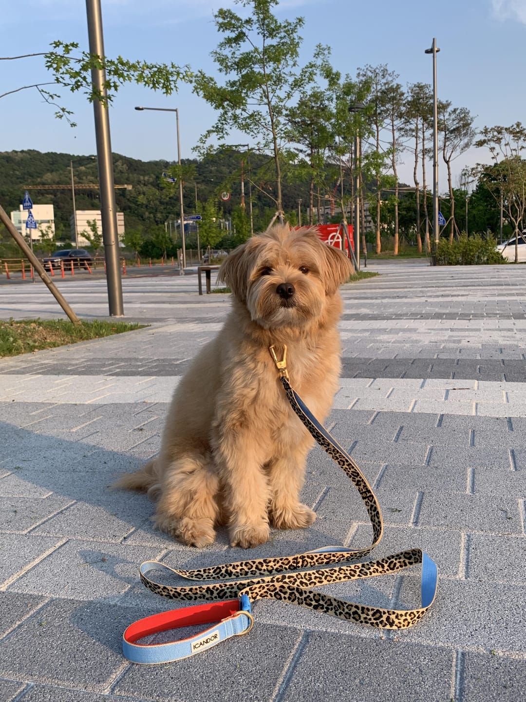 Customer photo review of Gentle Leash Bolt_Big Fish Yellow