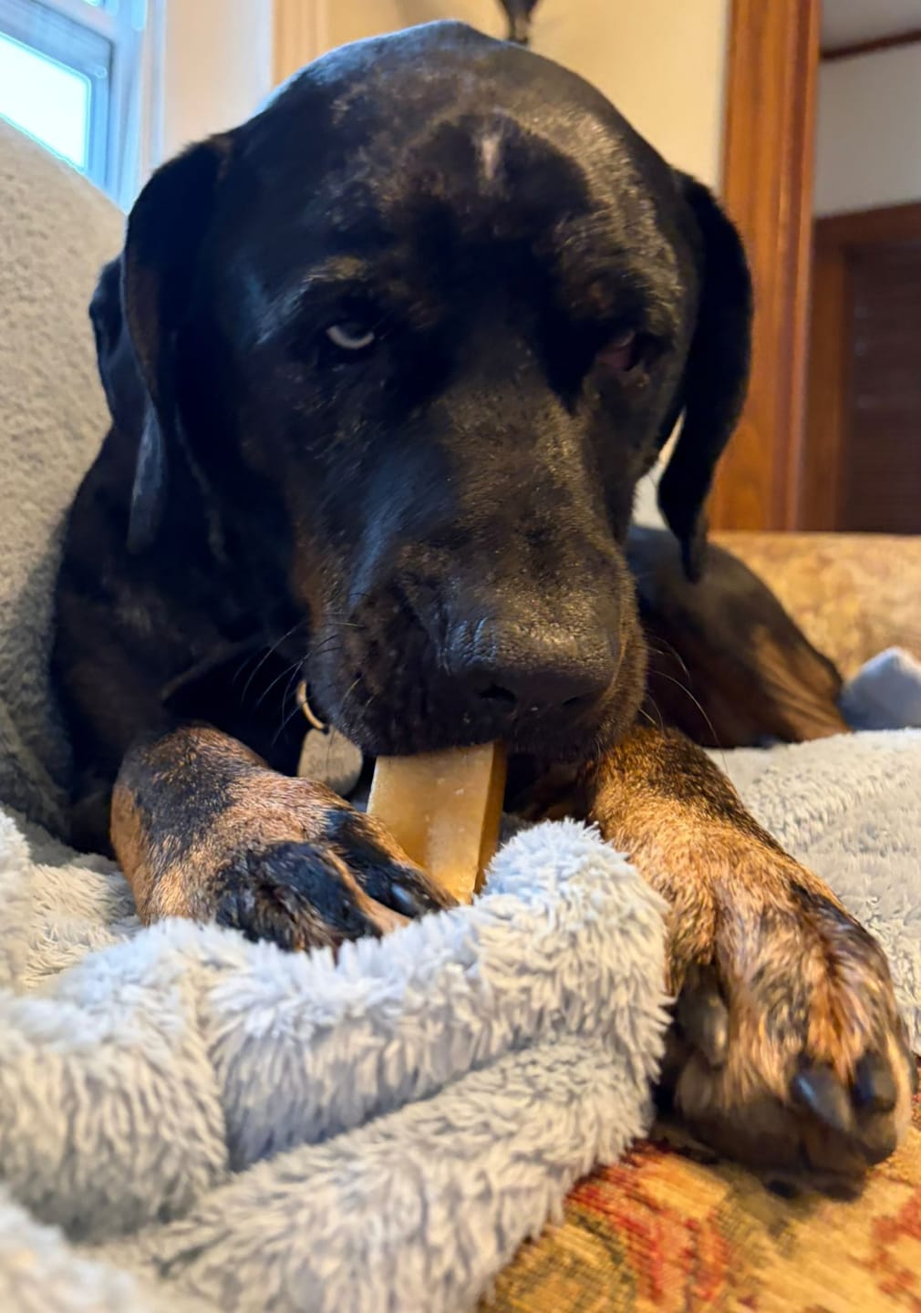 Customer photo review of Himalayan Yak Chew (LARGE)