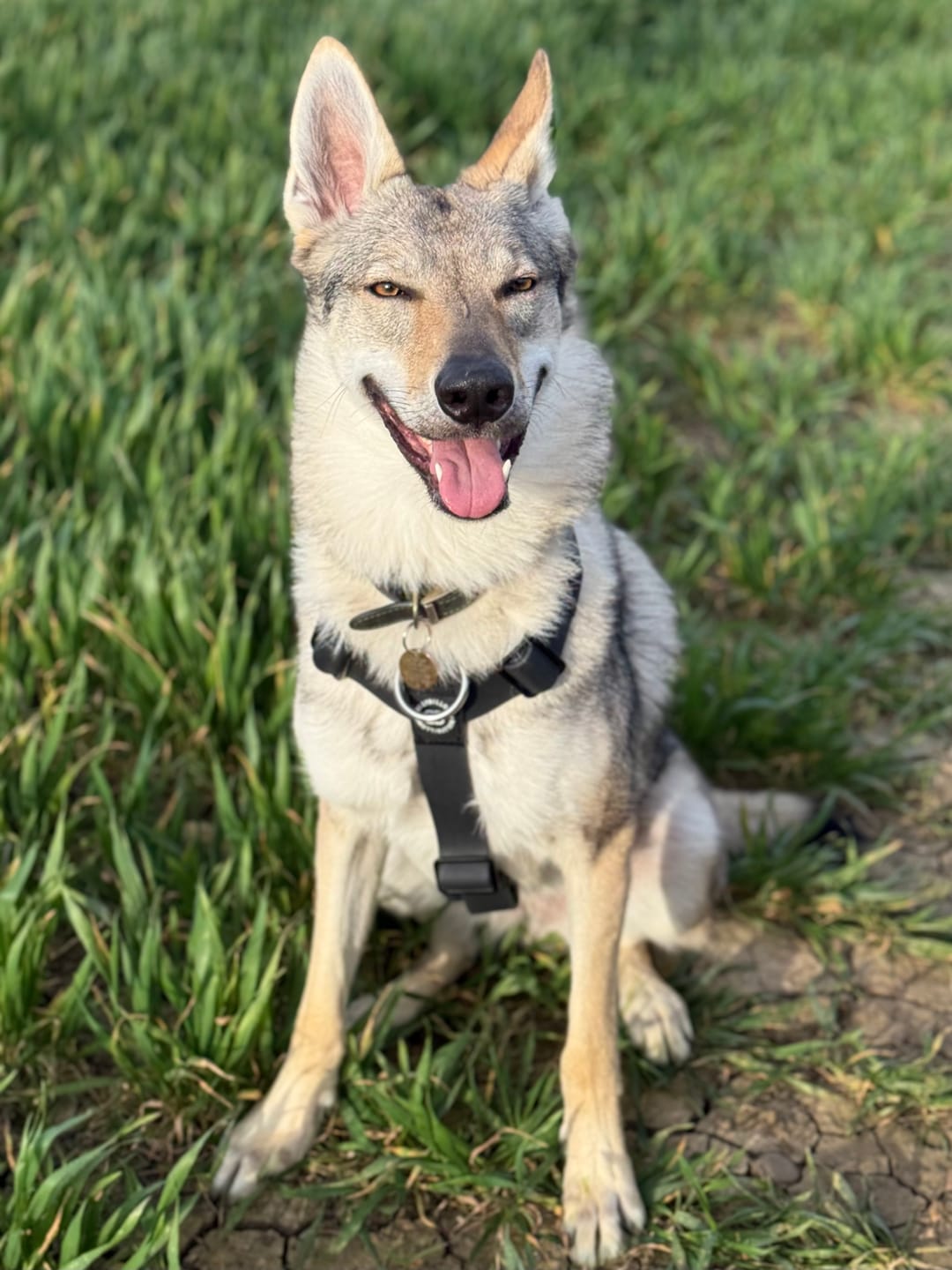 Customer photo review of Billowthane® Training Anti Pull TRI-Harness® | M-XL Breeds - Black