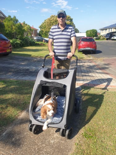 Customer's senior Cavalier dog relaxing in the grey Pet Stroller during a walk.