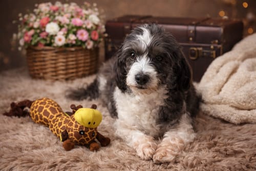 Customer photo review of Iron Paws Daily Human-Grade Superfood For Dogs