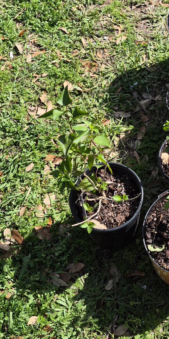Customer photo review of Fragrant Mistflower