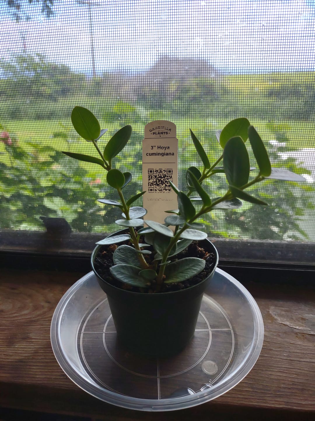 Customer photo review of Hoya cumingiana