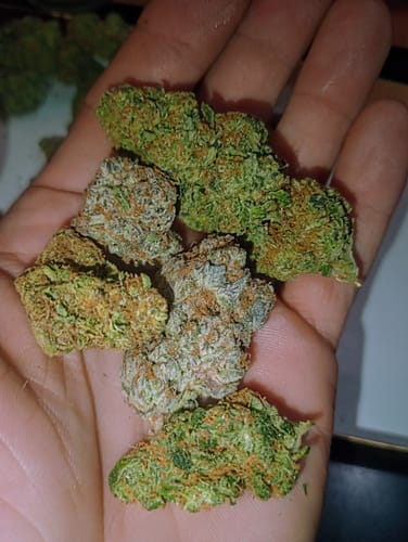 Customer photo review of Grape Ape Indoor Littles - Bulk Littles - Hybrid