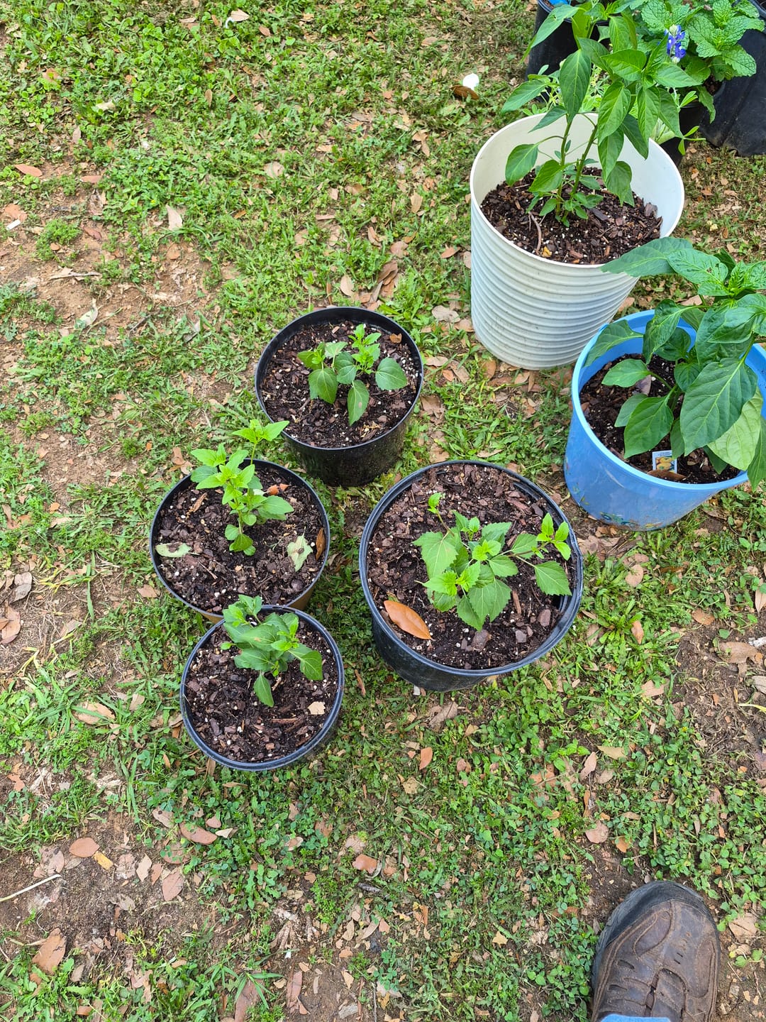 Customer photo review of Fragrant Mistflower
