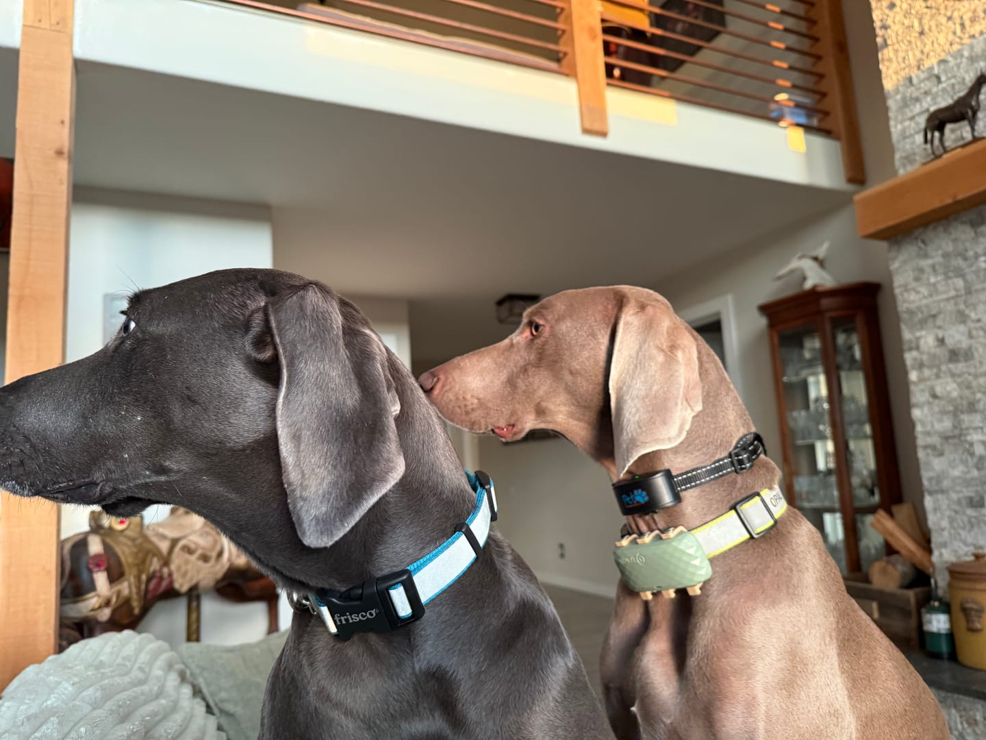 Customer photo review of Daily Dog Probiotic