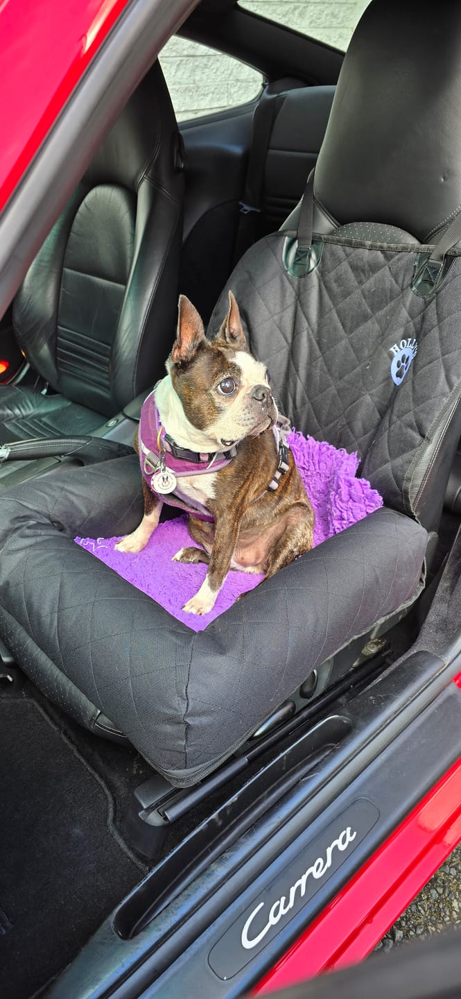 Customer photo review of Car Seat Cover