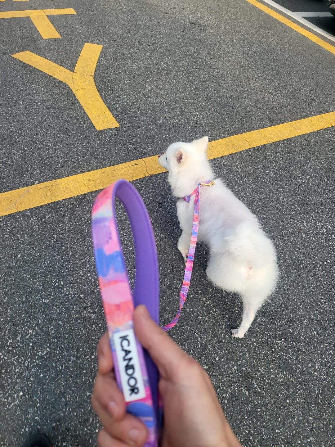 Customer photo review of Gentle Leash_Urban Checks