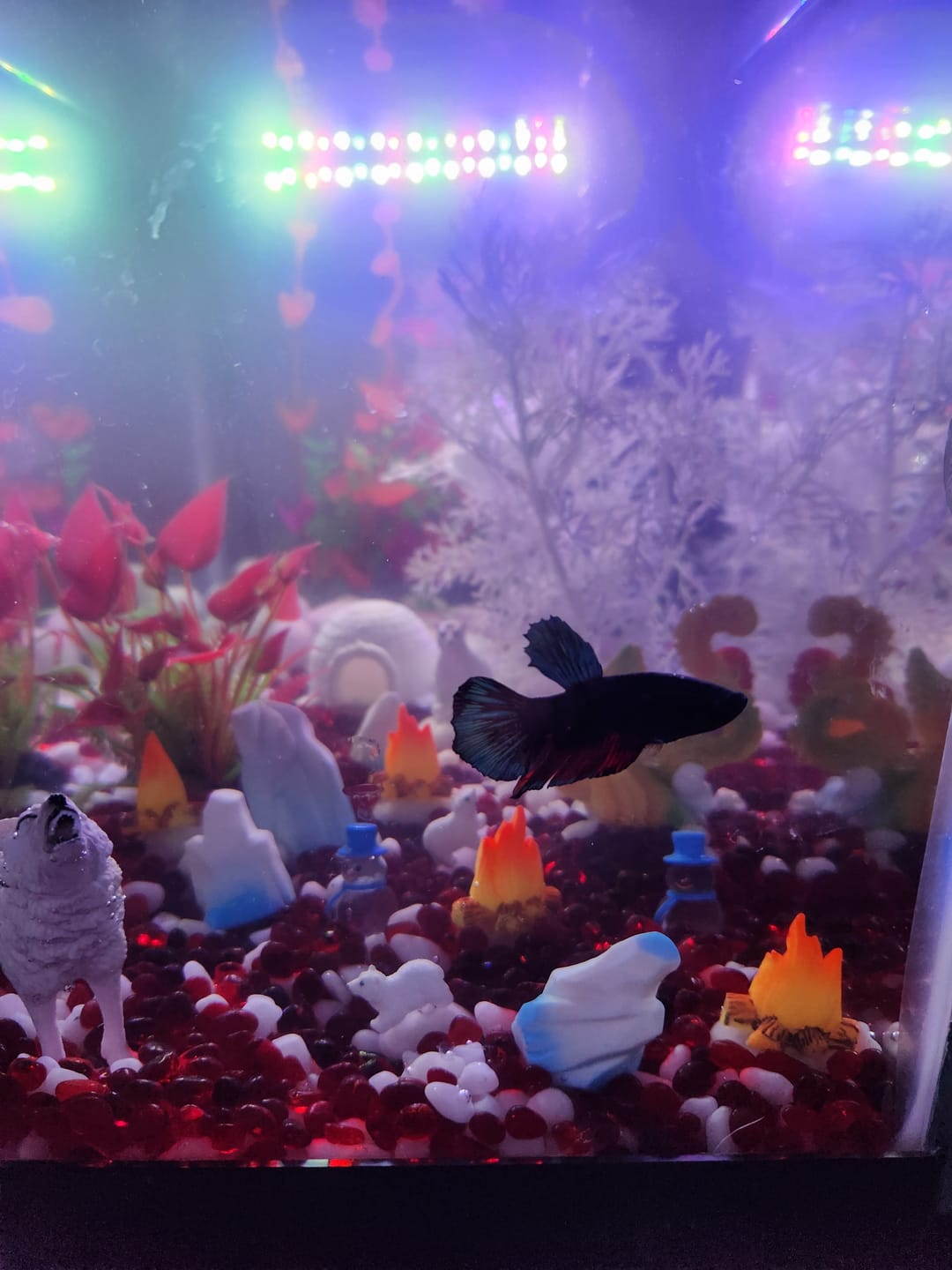 Customer photo review of Metallic Plakat Betta Fish | You Pick Betta | Exotic Fish