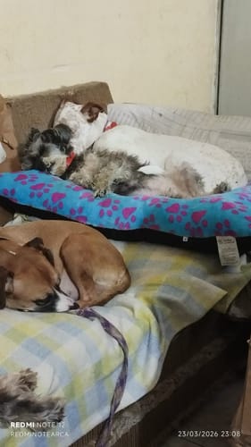 Customer photo review of CT2320 1 pieza de CAMA para mascota